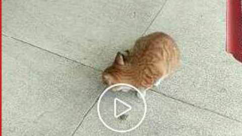 作家七星龙王拿面包喂花猫